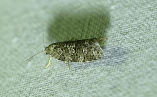 Réf. 258 337 : Cnephasia asseclana